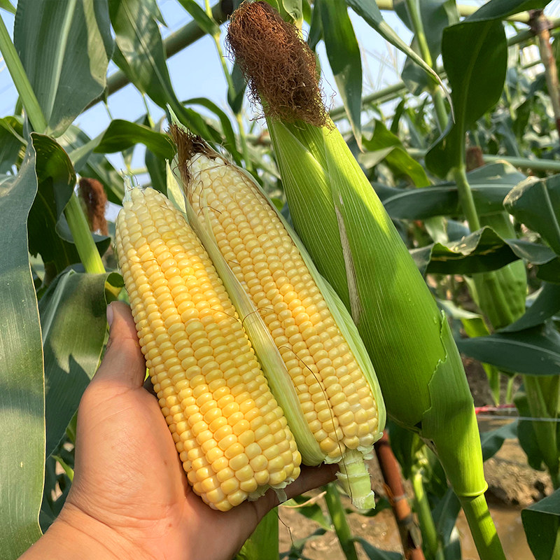 玉米水果超甜种籽四季早熟种孑甜脆高产春播家庭园艺种子