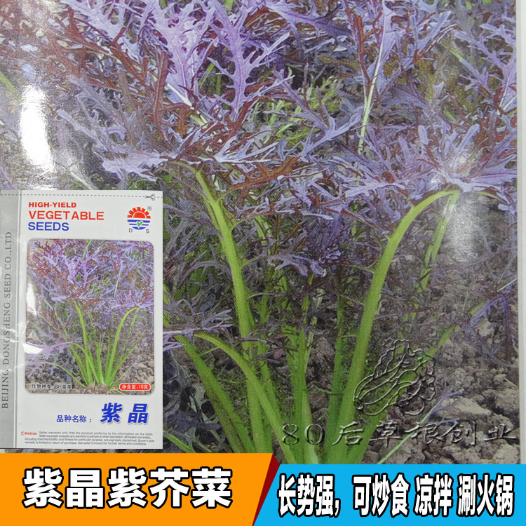 紫晶京水菜种子 四季播种子 青菜蔬菜种子 紫生菜 紫苦苣芥菜