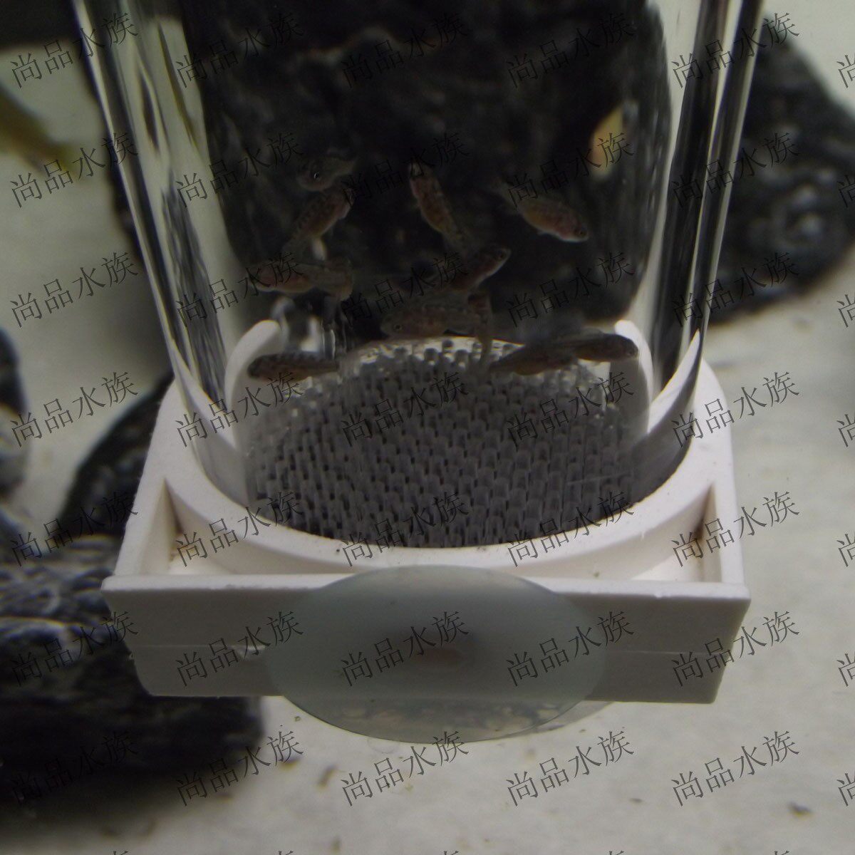 孵化器繁殖尚品水族小鱼隔离管鱼卵生鱼卵孵化器