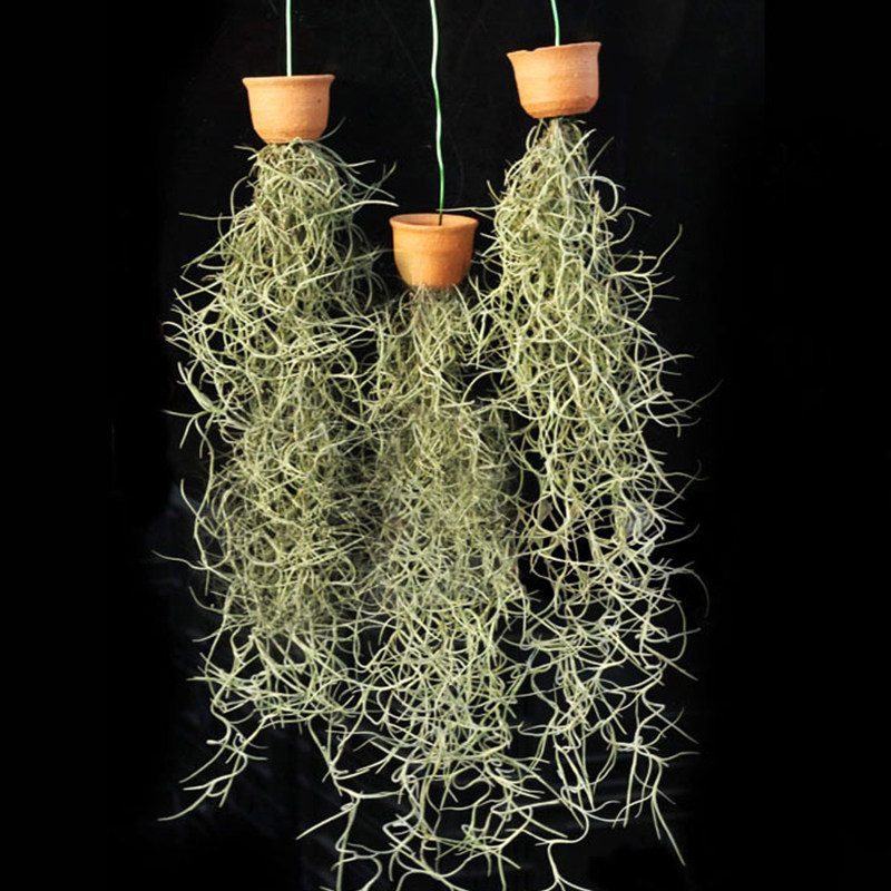 套餐空气凤梨松萝组合老人须包新手diy搭配绿植