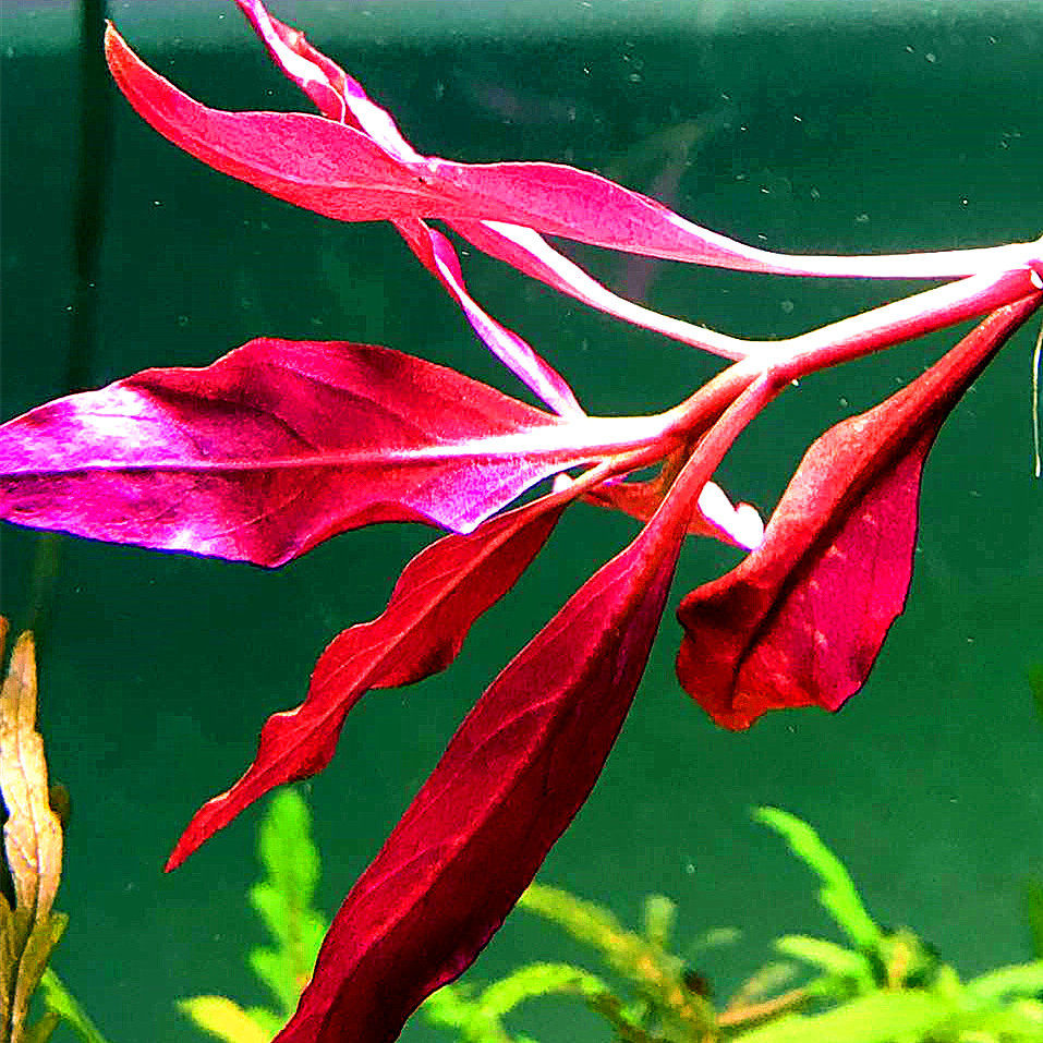 草缸造景水草鱼缸后景丹麦红玫瑰淡水自养水下水草