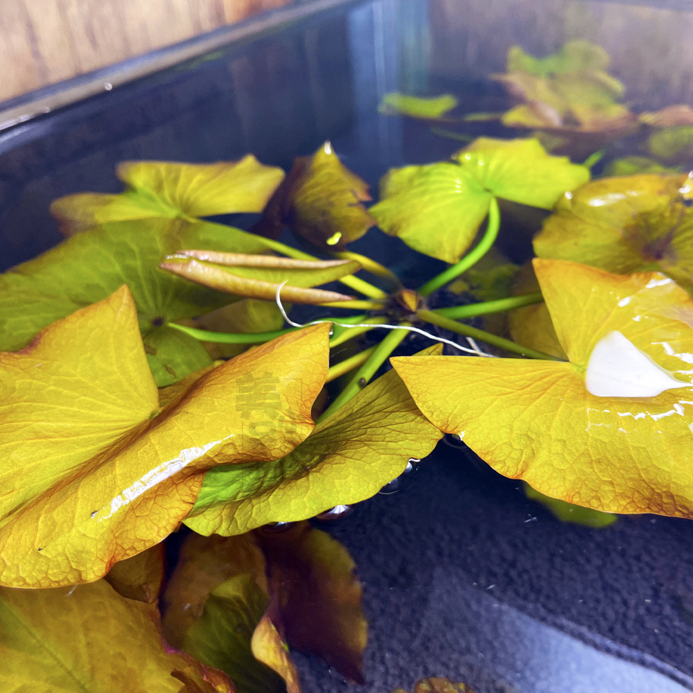 水草红荷根荷花鱼缸活体植物造景装饰饰美小呆水草