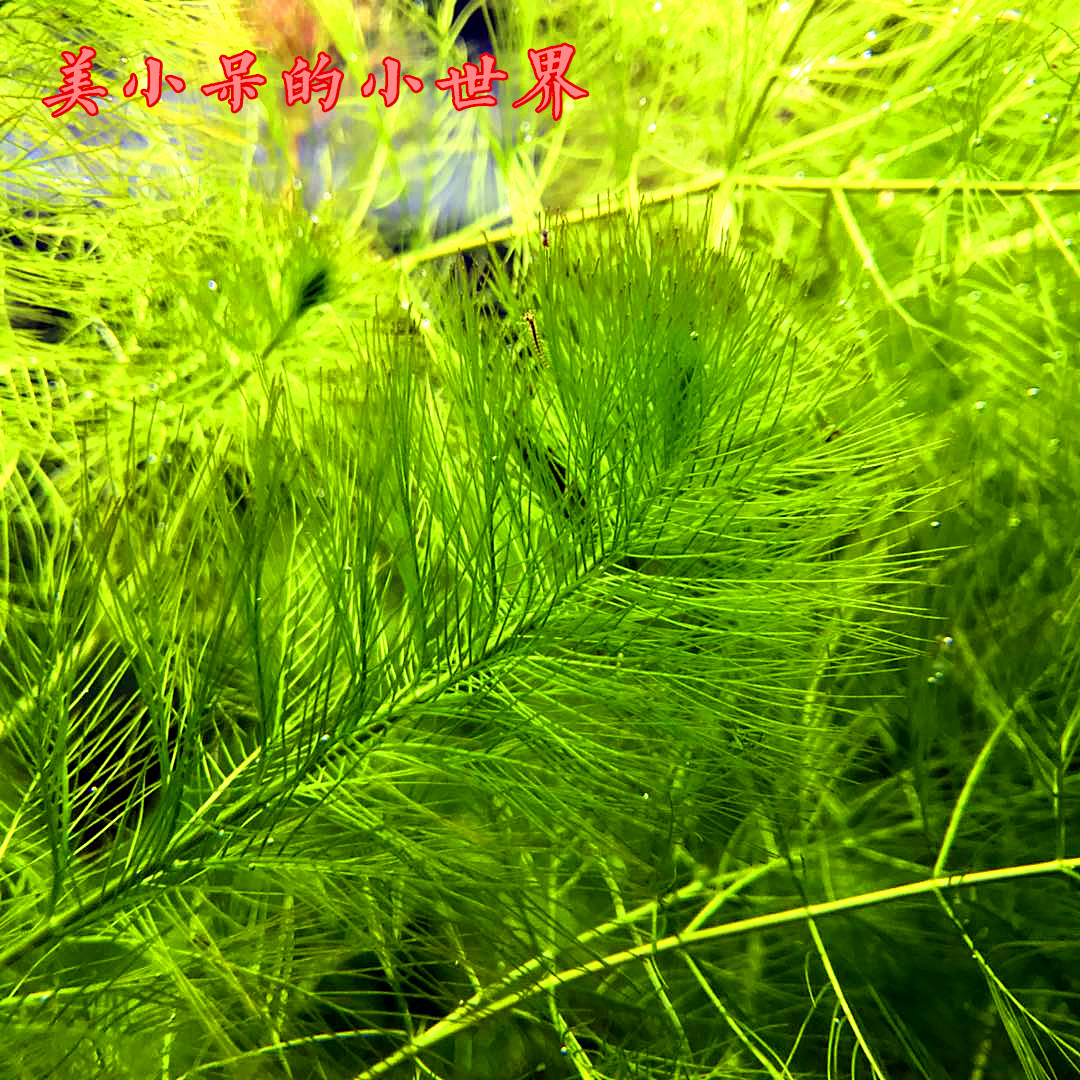 后景红绿宫廷草松尾菊花水草造景景好成活套餐水草