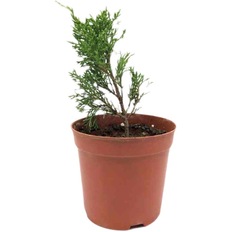 真柏盆景济州树桩新西兰珍珠柏系鱼川小品黄金绿植