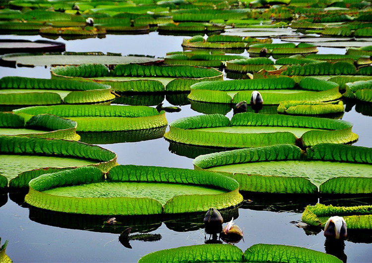 池塘观赏花卉 大叶王莲 大叶观赏磨盘莲水生观赏植物水生花卉荷花