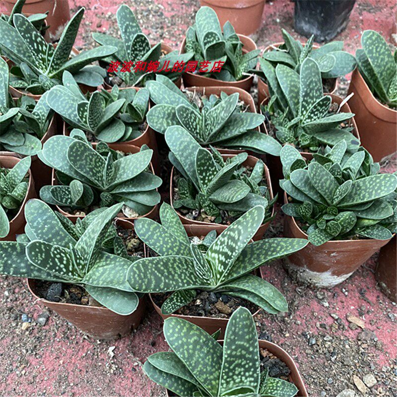 新款多肉植物子宝芦荟室内四季常青易养易繁殖硬叶吸甲醛绿植盆栽