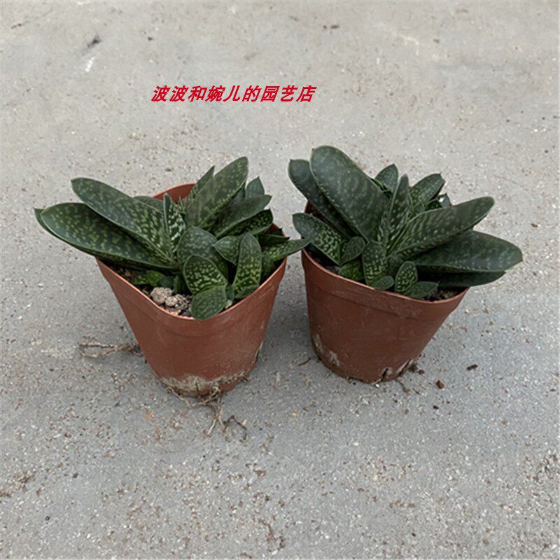 新款多肉植物子宝芦荟室内四季常青易养易繁殖硬叶吸甲醛绿植盆栽