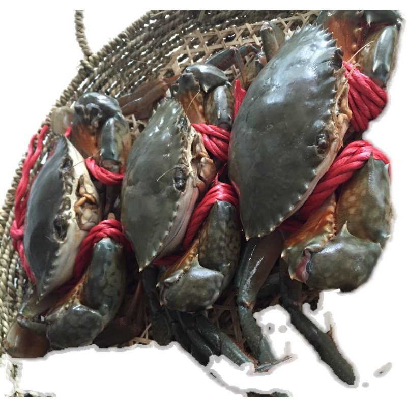 蝤蠓螃蟹鲜活公母随机发货不包售后老客专拍青蟹