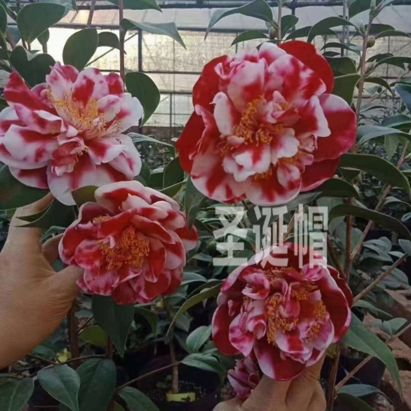 茶花超级南天武士大花稀有花卉精品名贵浙江时令草本花卉