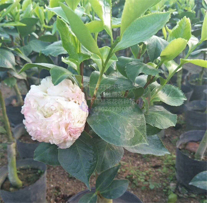 玉盘金华茶花巨型名贵高端花卉时令草本花卉