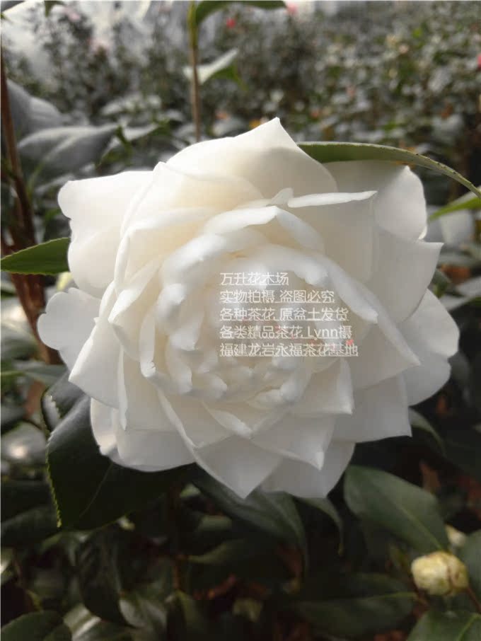 白色新品种茶花 萨摩茶花 完全重瓣