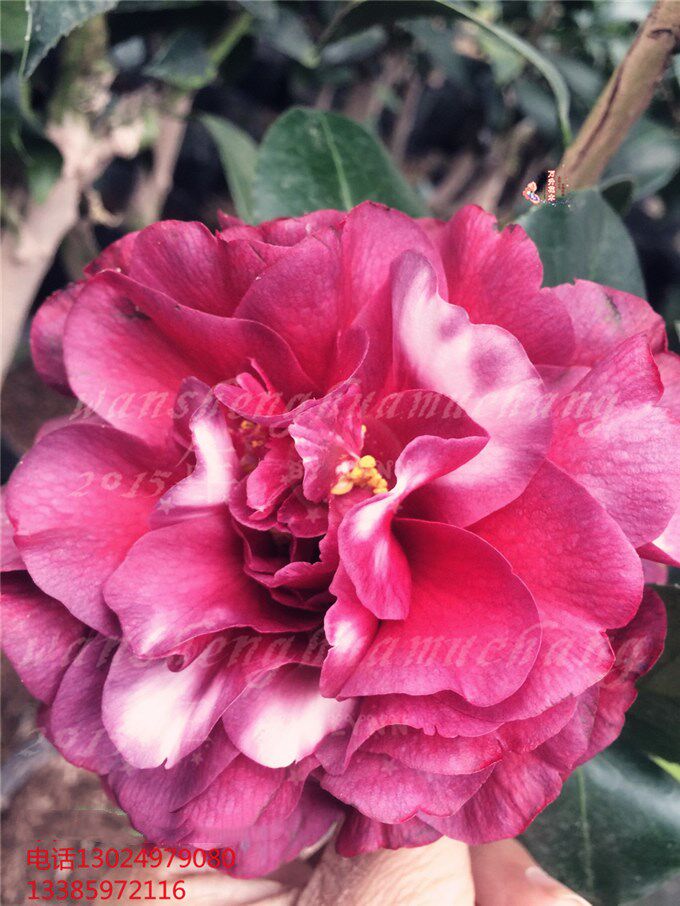 伯拜范茶花 红到黑红色盆栽茶花 紫黑色茶花 市场少有稀缺品种