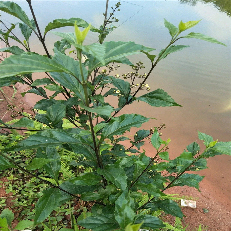 柴根豆腐泰顺中草药天然野生新品观音绿豆根臭其他药食同源食品