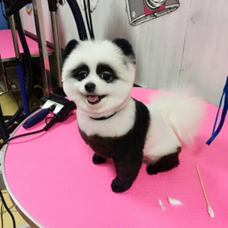 染色熊猫狗狗染发剂宠物专用膏剂抖音松狮犬焗油美容剪