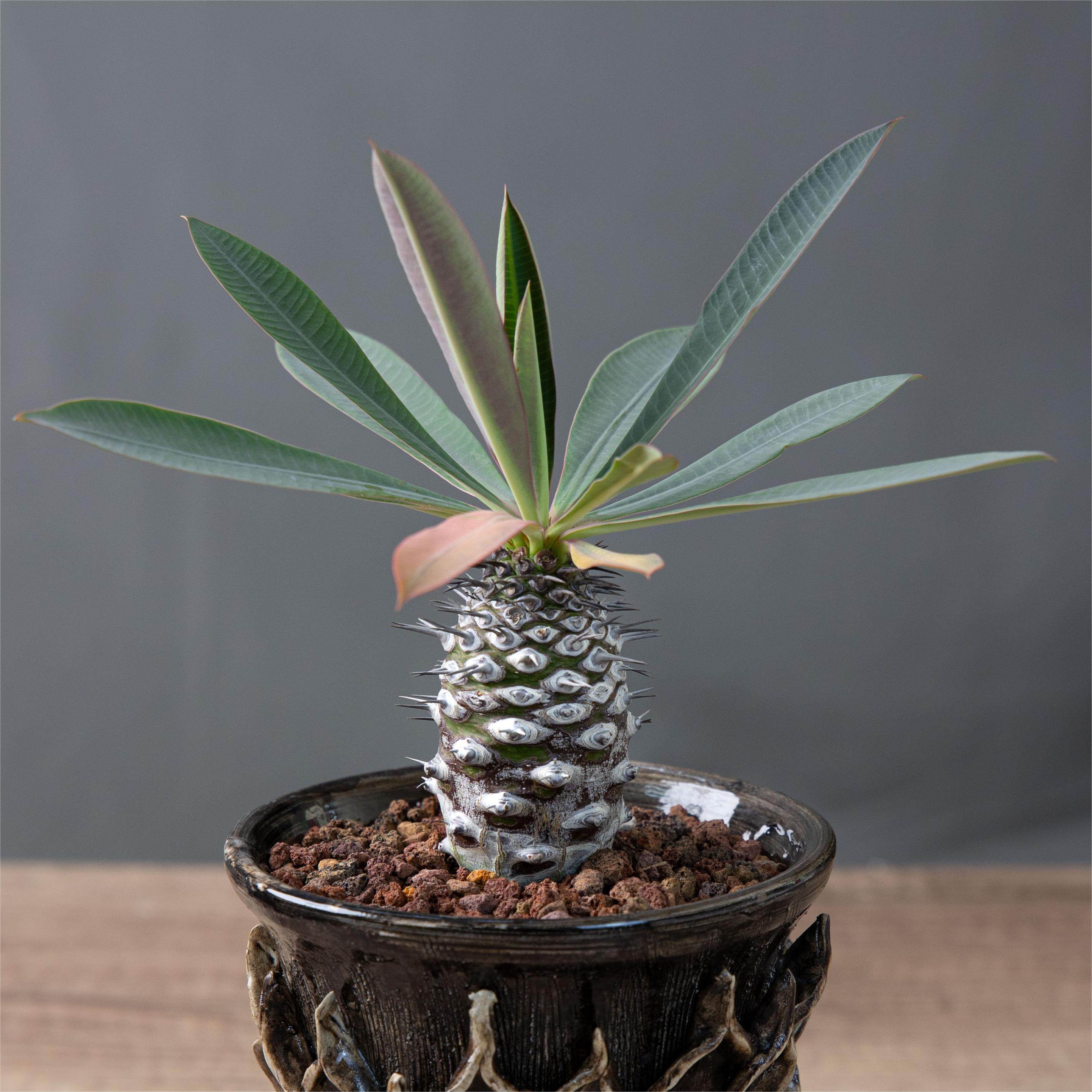 朴原瓶干麒麟euphorbiapachypodioides大戟科盆栽绿植多肉多肉植物