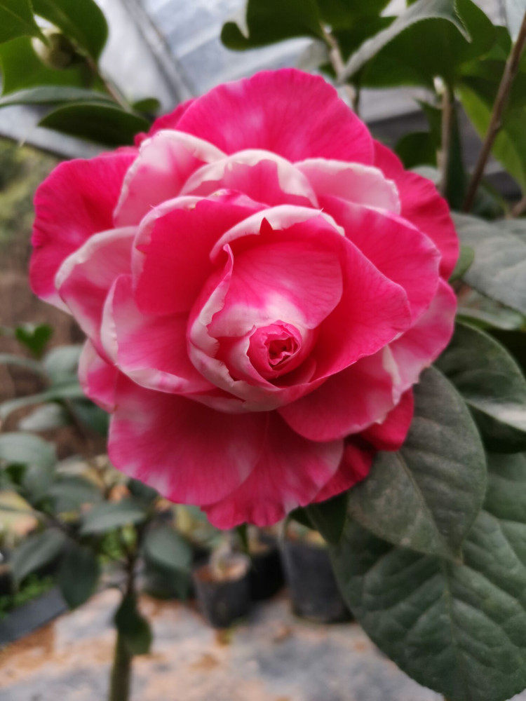 稀有巨型云南名贵正品情人节山茶山茶花花红色带时令草本花卉