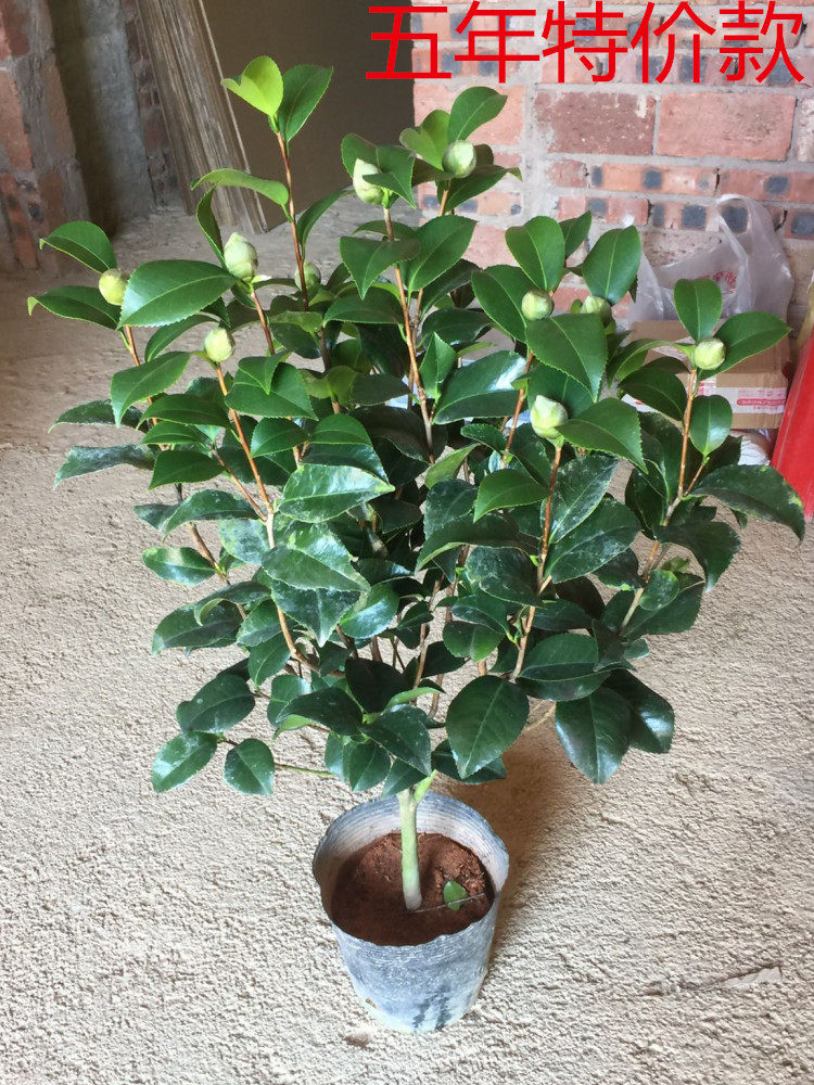 克瑞墨大牡丹山茶花浓香巨型红花盆栽室内阳台名贵花卉茶花盆栽