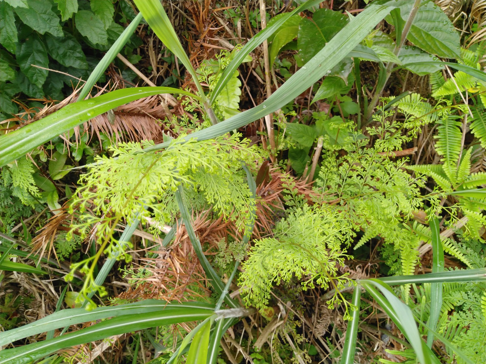 野生野鸡500g中药材尾乌凤凰细叶鸡尾小叶新鲜其他药食同源食品