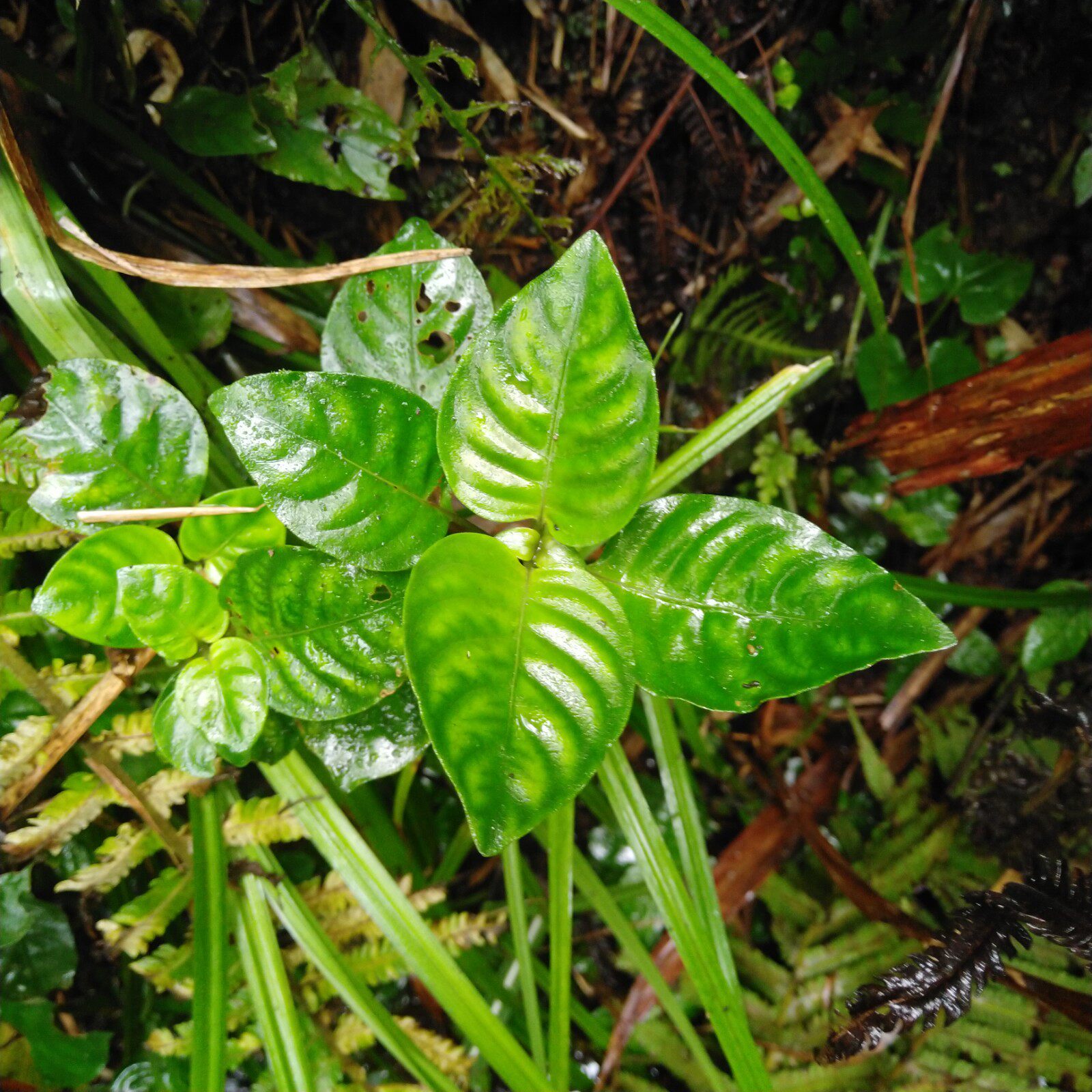 野生新鲜蛇根草全散血草雪里梅血蛇足白丁香钻其他药食同源食品