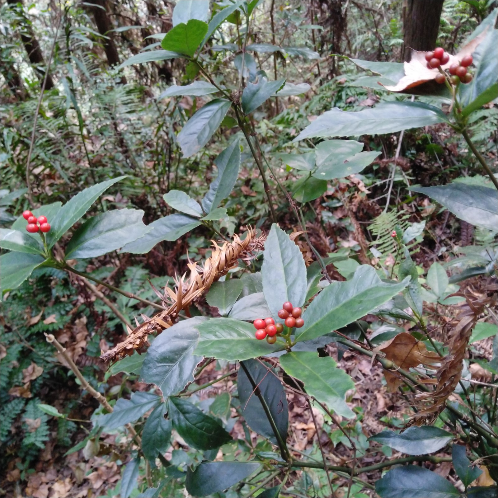 新鲜野生草珊瑚全草满山香观音茶九节花接骨木肿节风