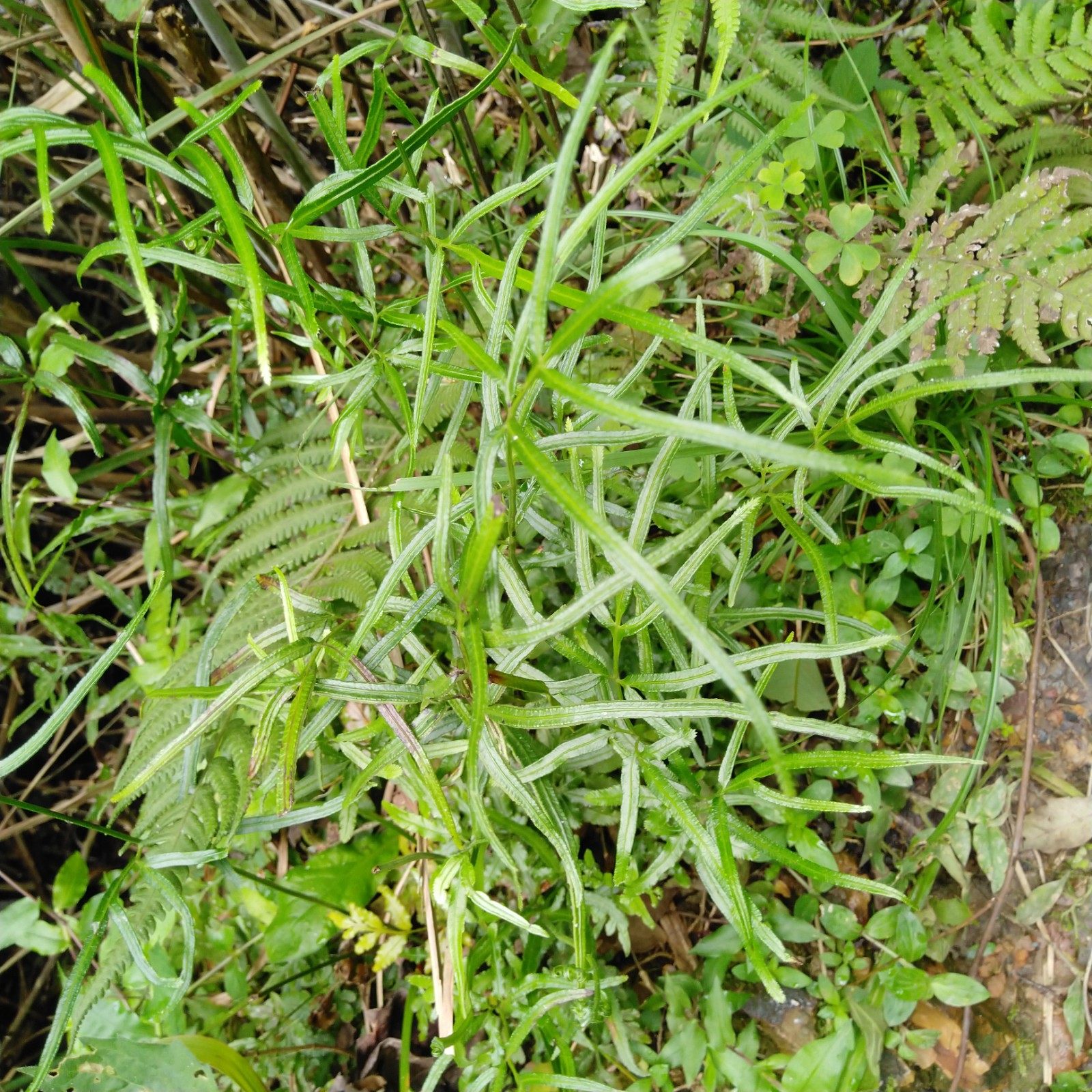 深山野生剑叶凤尾新鲜中草药生态土特三叉井边其他药食同源食品