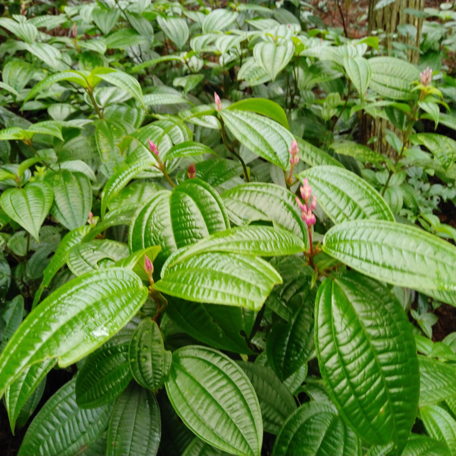 深山新鲜柏拉木带根全草黄金梢山甜娘崩疮药假其他药食同源食品