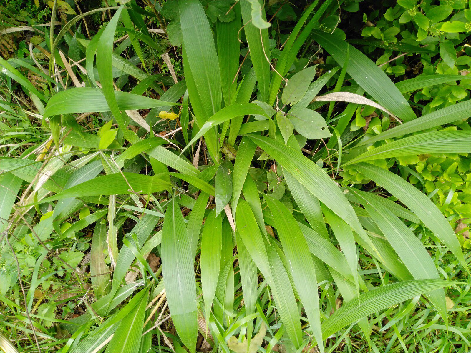 新鲜野生棕叶狗尾草全草箬叶莩雏茅棕叶草中药材其他药食同源食品