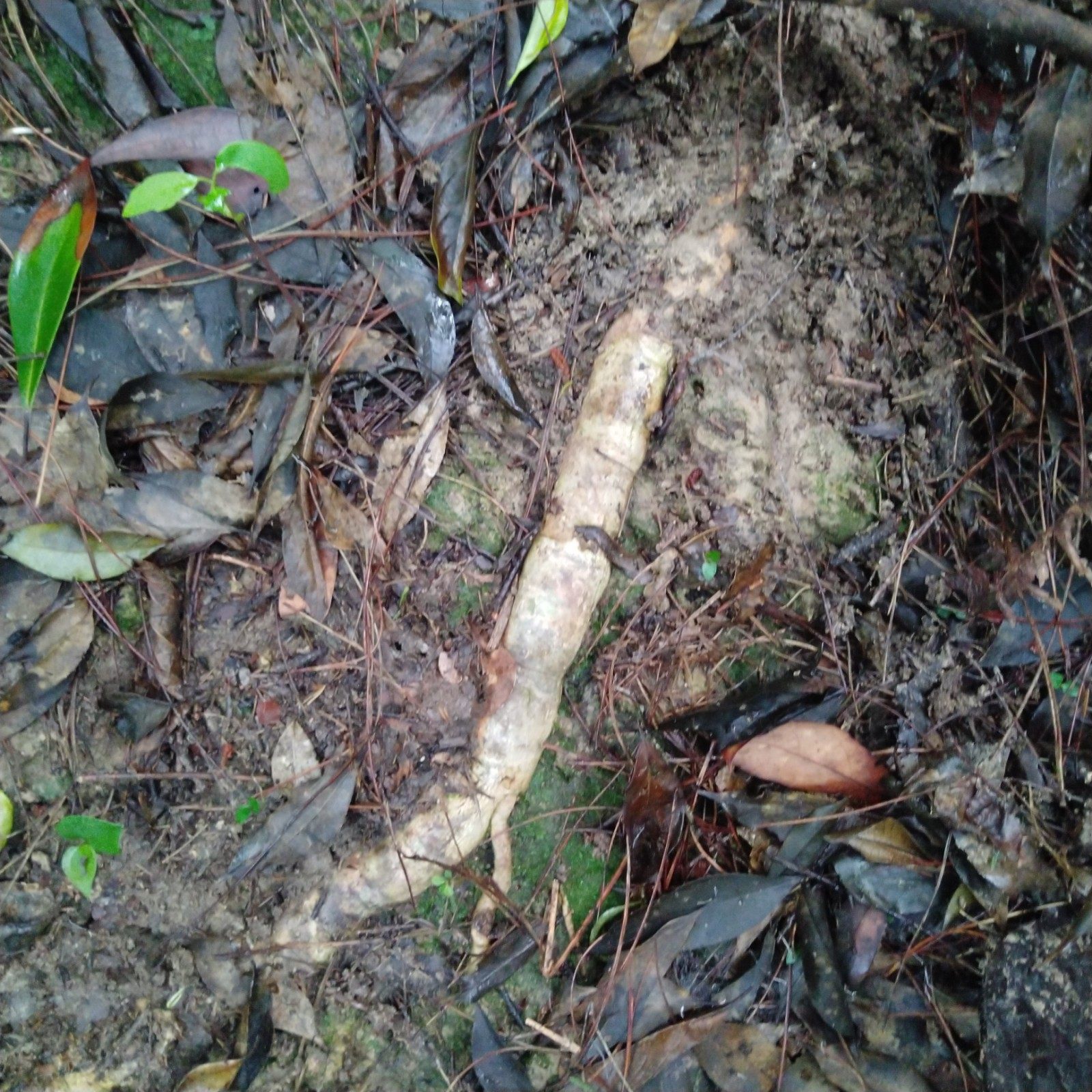 新鲜野生羊角藤纯根深山草药巴戟放筋藤黑风藤其他药食同源食品