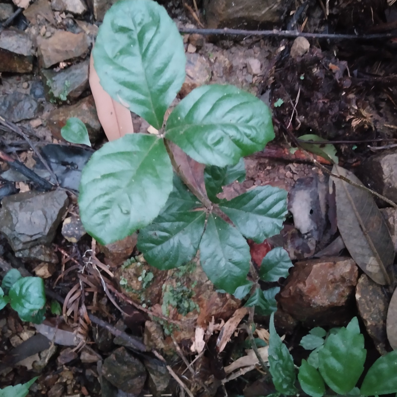 野生草药新鲜九节龙全草毛茎紫金牛小罗伞地茶土丹皮矮茶风包邮