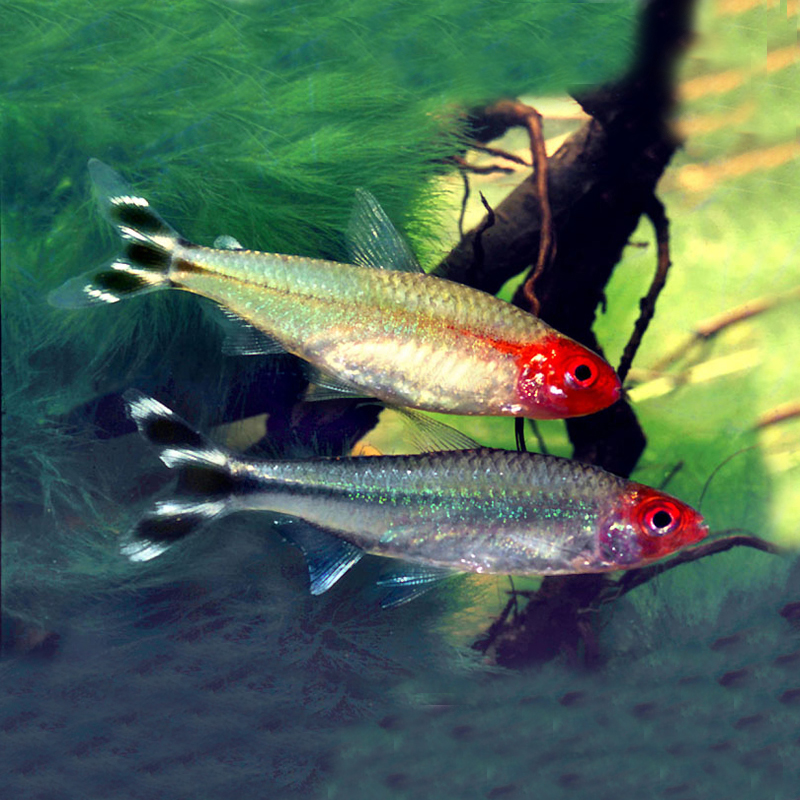 红鼻子剪刀刀鱼观赏观赏鱼鱼群游鱼灯科淡水鱼大号鱼