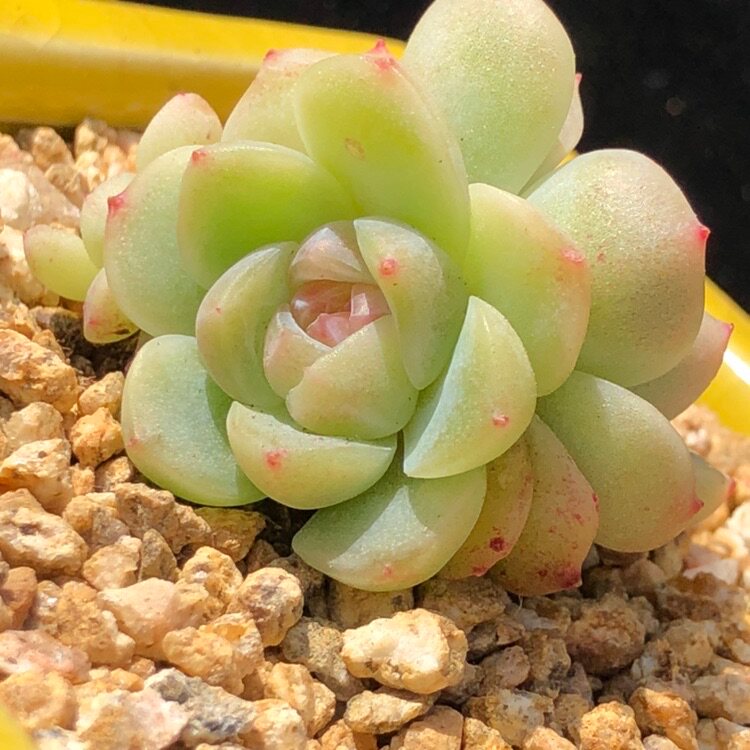 冰心杂交新品糖心漂亮叶片包邮米菲多肉多肉植物