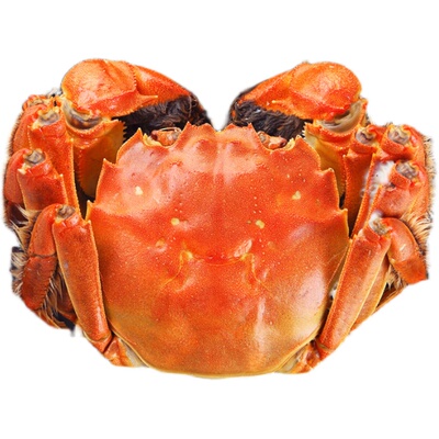 鲜活品红九指纯母3两满黄一斤75元三斤发货大闸蟹