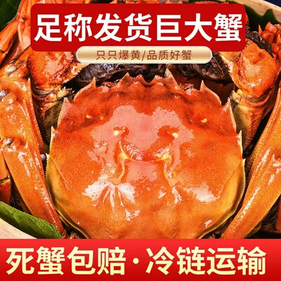 鲜活品红九指纯母3两满黄一斤75元三斤发货大闸蟹