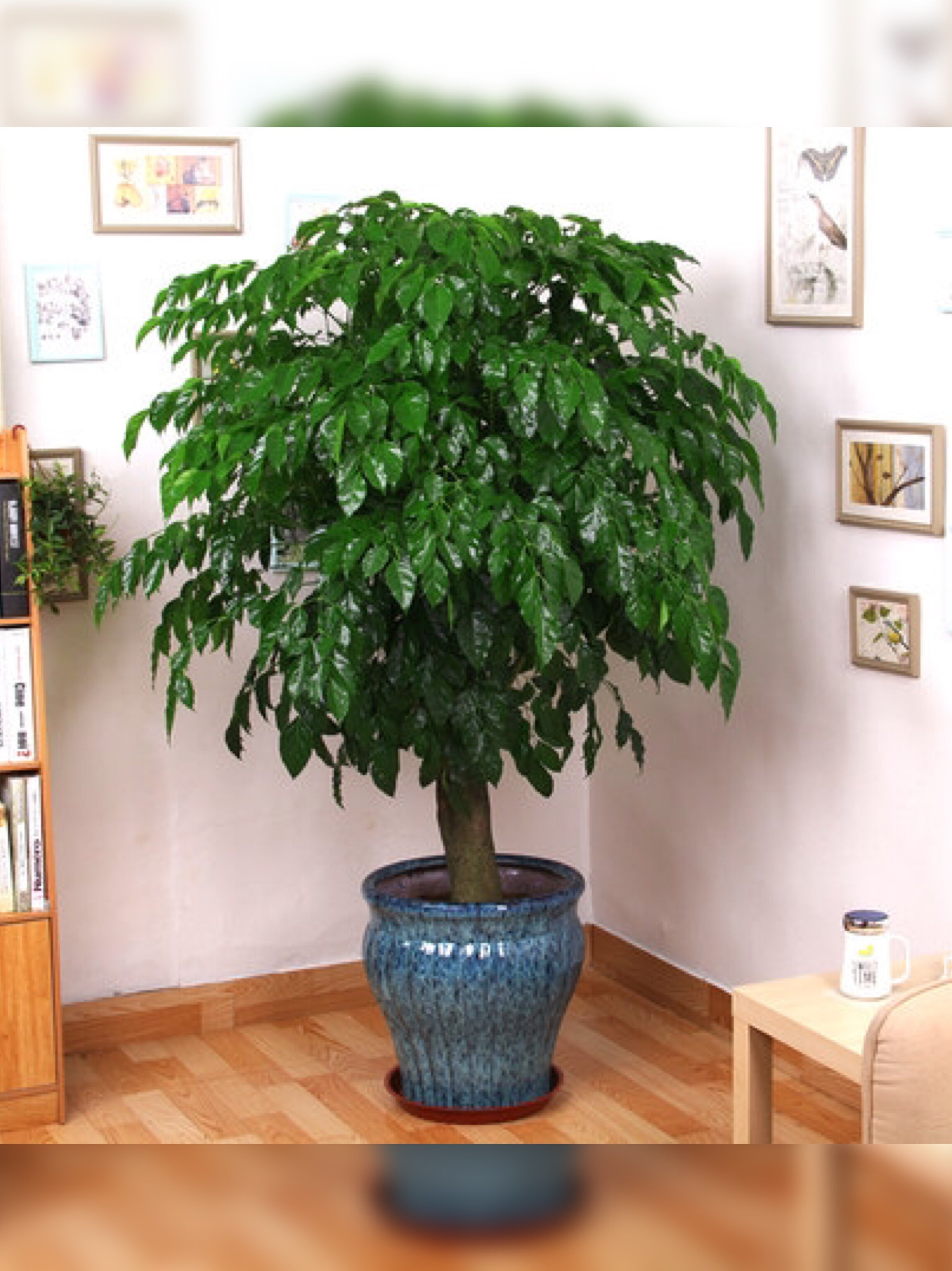 幸福树盆栽植物室内大客客厅树桩平安平安发发财大型绿植