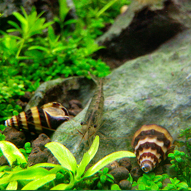 蜜蜂宝塔藻螺杀手大黄蜂专吃蜗牛观赏活体螺