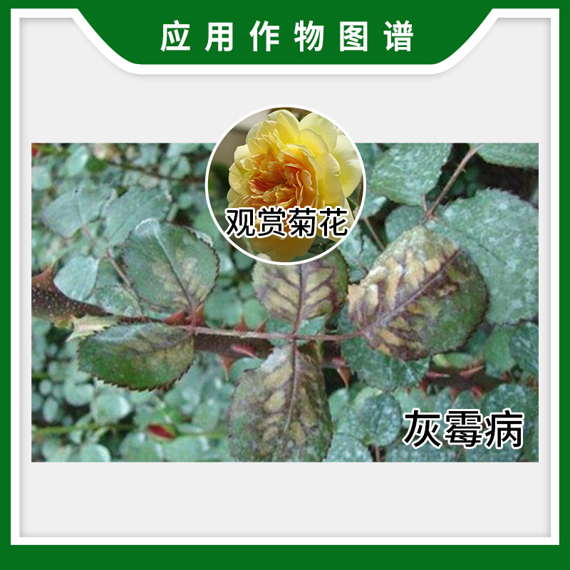 瑞士先正达卉友咯菌腈多肉植物花卉蔬菜灰霉根腐病农药杀菌剂