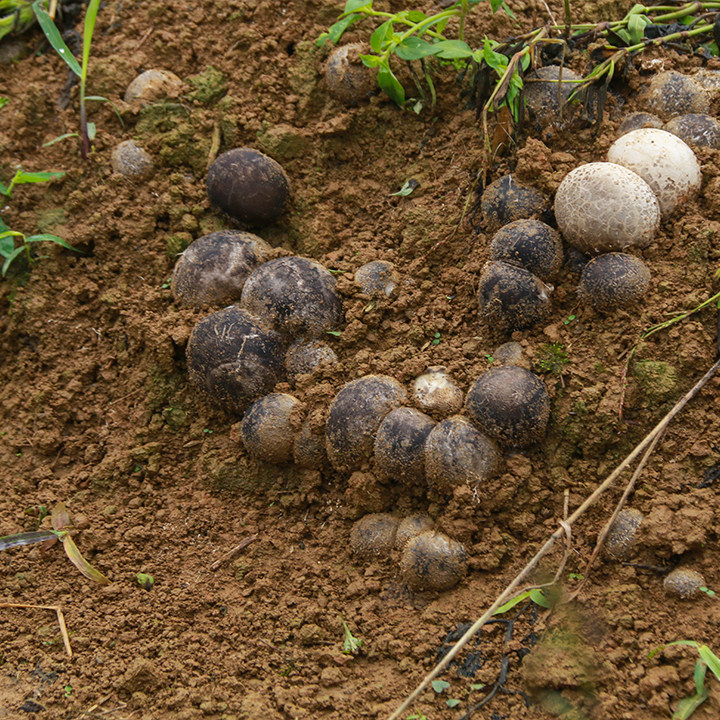 贵州竹荪 短裙竹苼干货竹生菌足荪竹荪干货竹孙菌竹生菌 富硒无硫
