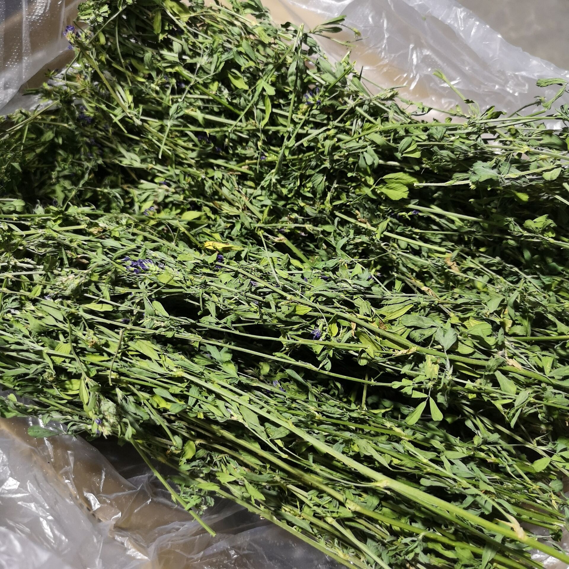 19年苜蓿多叶细杆紫花 5a级紫花苜蓿草 龙猫兔子豚鼠牧草两份包邮