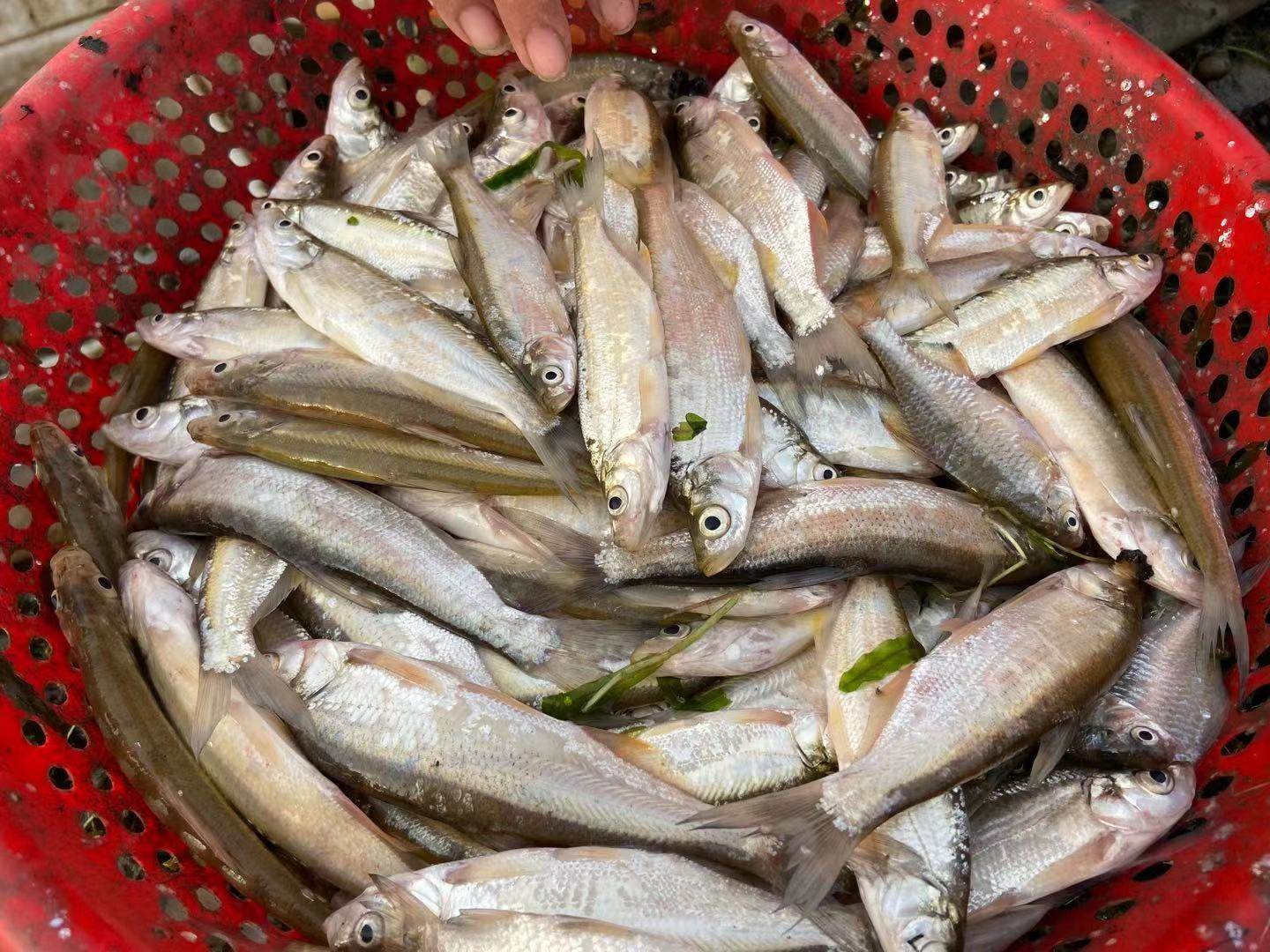 3斤小白鱼翘嘴新鲜捕捞杀好发货油炸红烧东平湖原产地杂鱼小河鱼