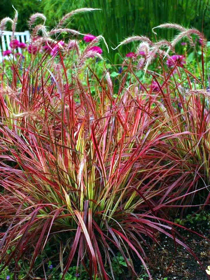 火焰焰狼尾草紫梦狼尾盆栽多年生宿根景观观赏时令草本花卉