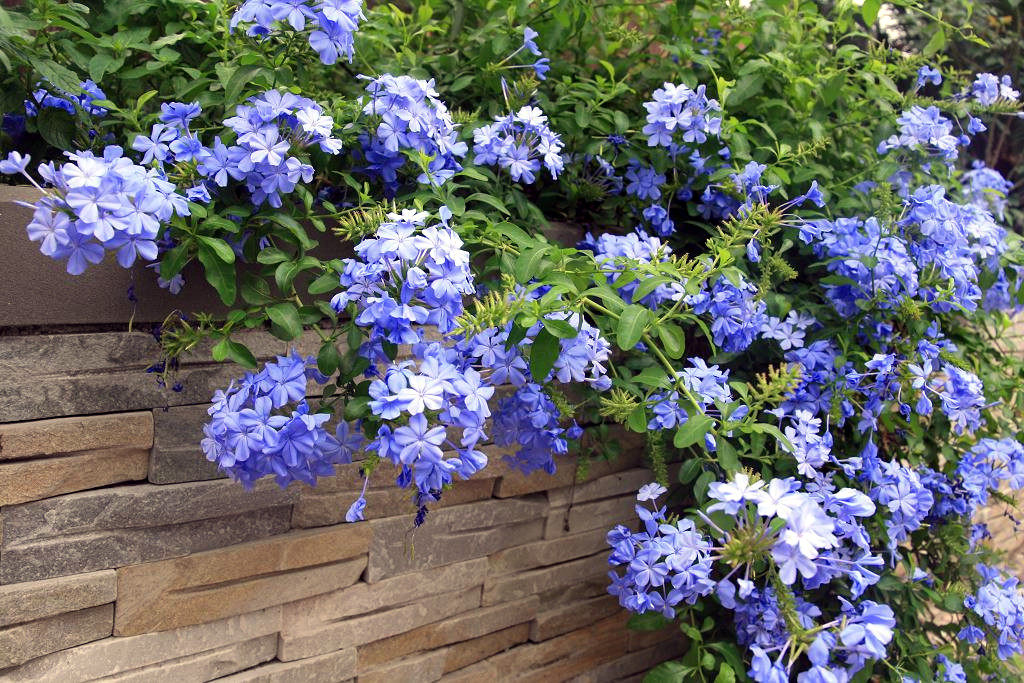 雪花蓝雪花花卉宜养耐热花期白雪花多年生花苗时令草本花卉