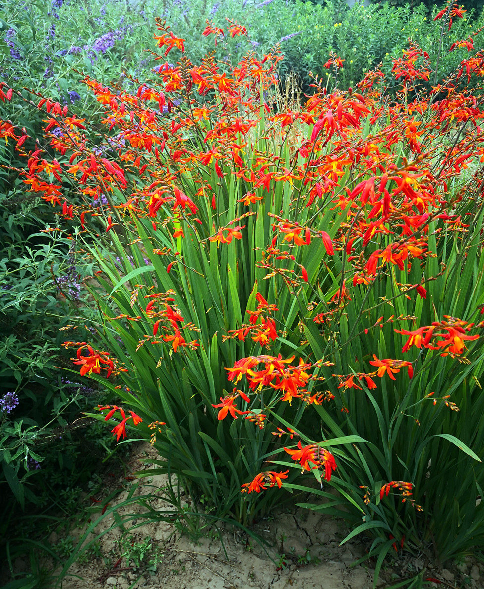 火星切花植物球根耐热花坛星花花境花苗雄黄时令草本花卉