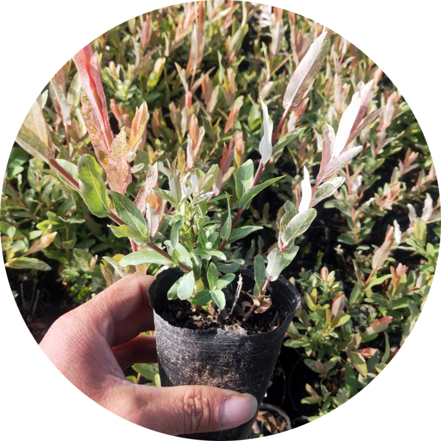 彩叶杞柳花叶柳盆灌木耐寒耐热耐旱耐湿园艺时令草本花卉