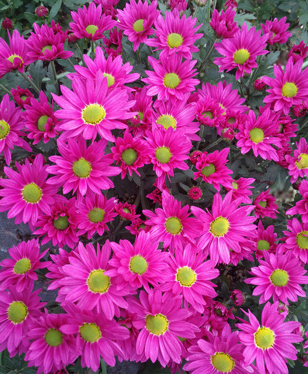 荷兰美人菊花女王菊袋花卉时令草本花卉