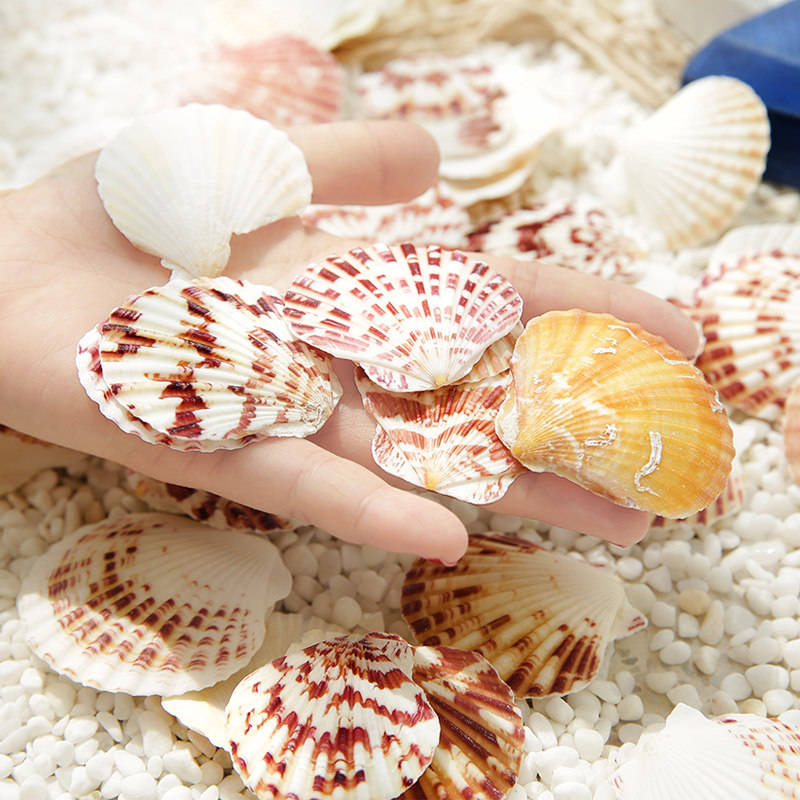 贝壳天然扇贝彩色贝壳花彩贝海螺家装墙贴地婚庆海螺
