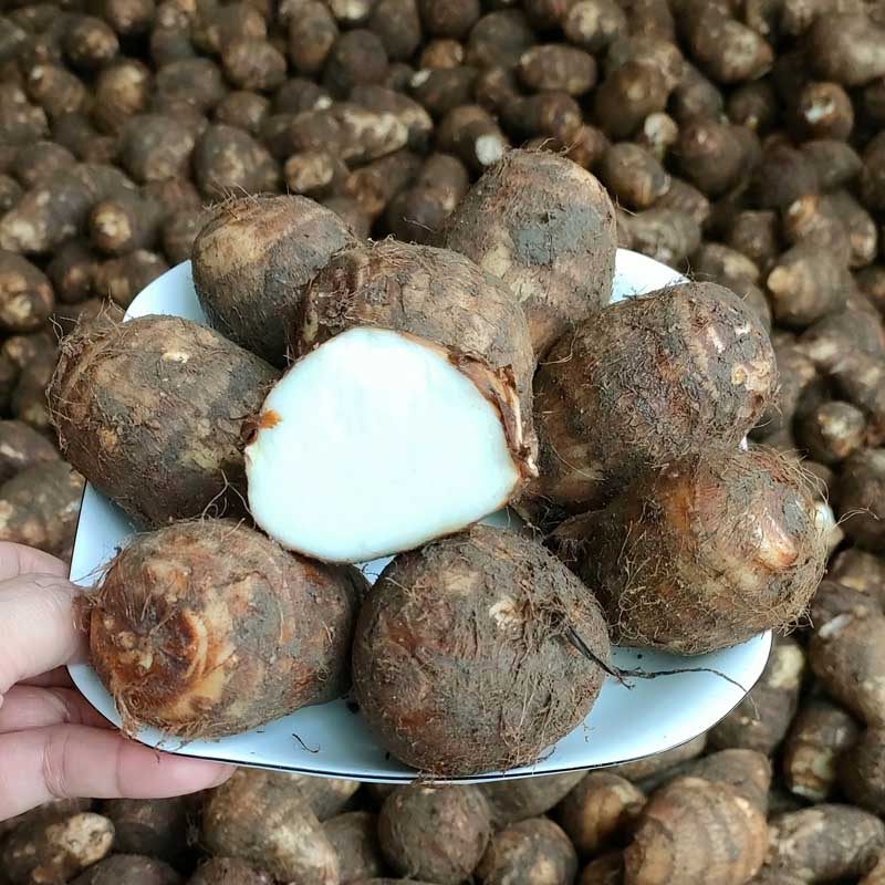 新鲜江西芋头小芋头绵滑糯现挖现发精品5斤包邮芋头