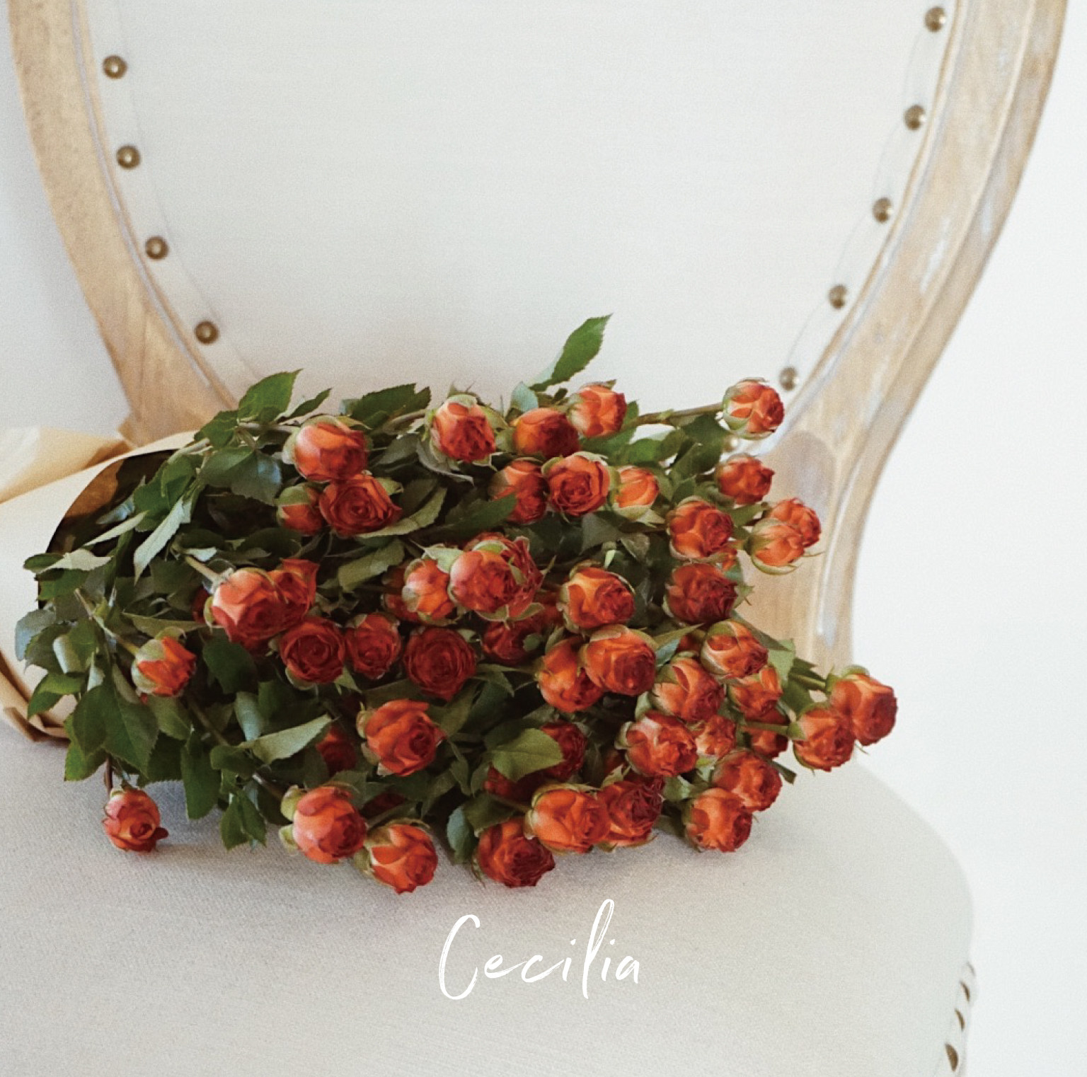 cecilia巧克力泡泡多头玫瑰鲜切复古家用可做干花鲜花速递同城