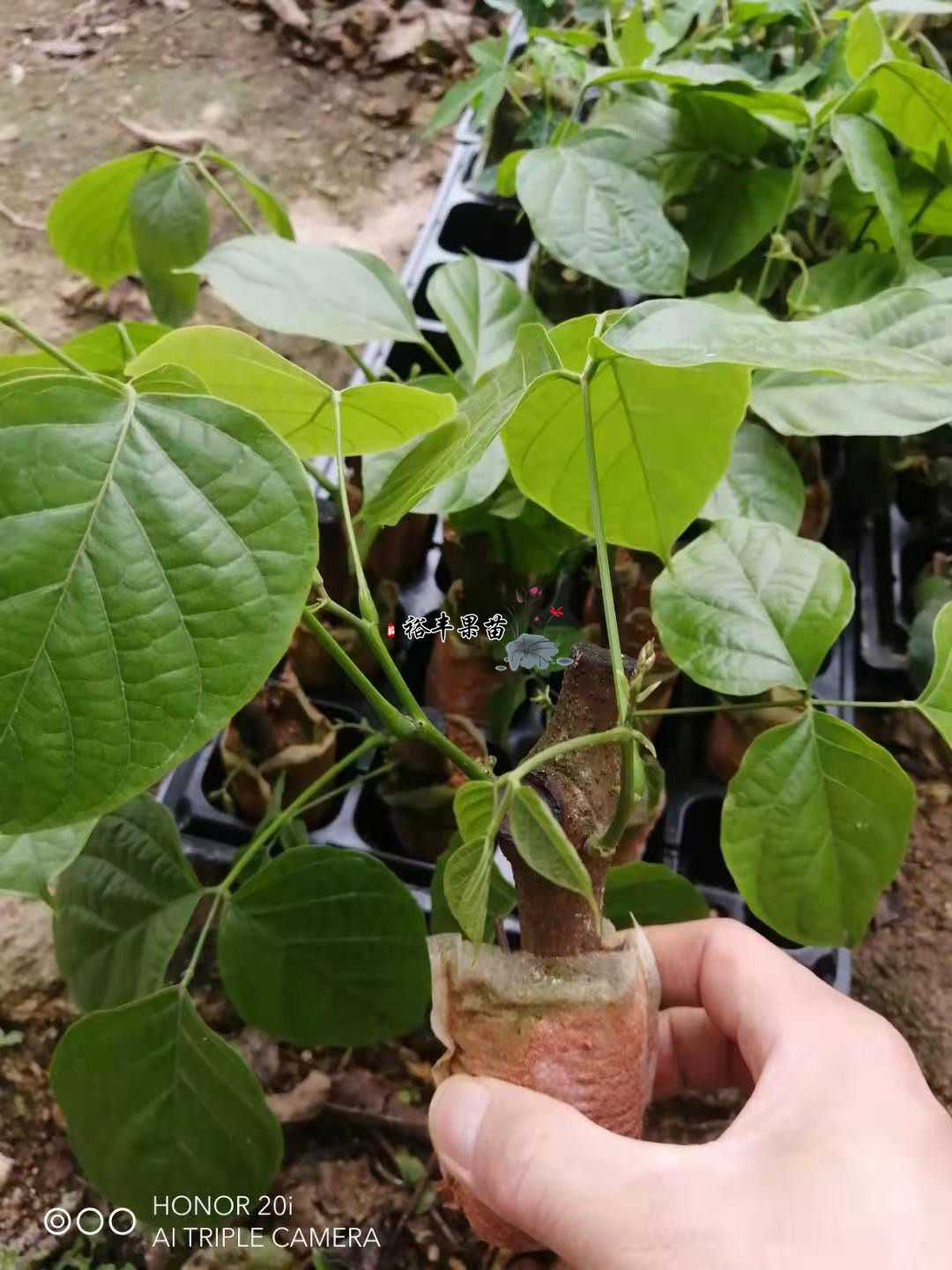 鸡血藤苗广西扦插血风藤密花豆紫梗藤马鹿花药材种子