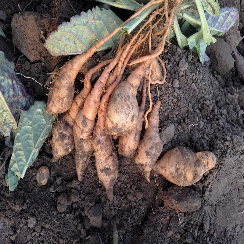 新鲜地黄髓怀地黄种子现挖5斤装包邮河南焦作特产中药材滋补食疗