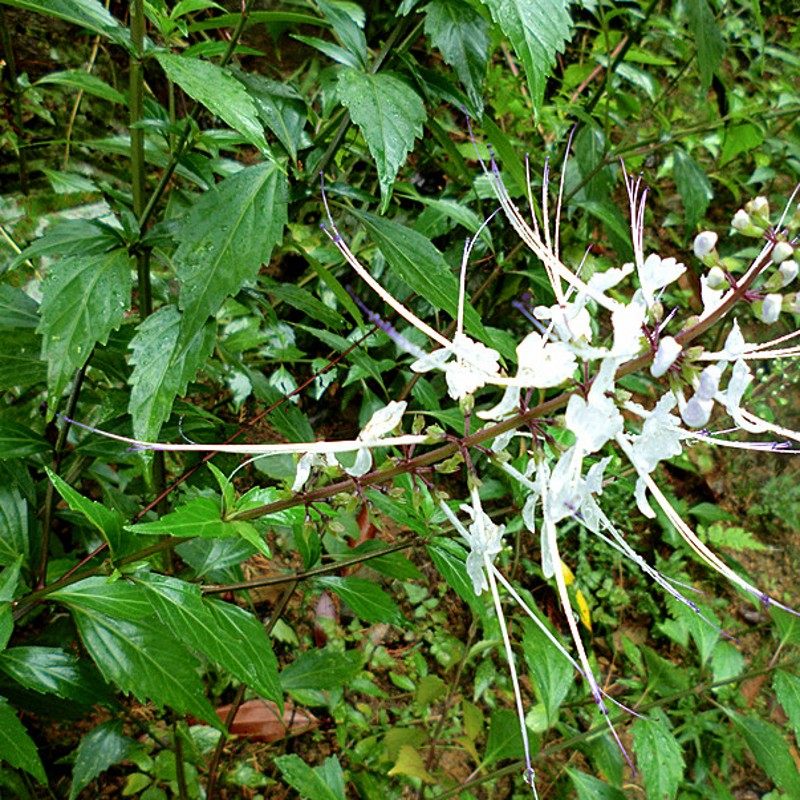 3罐 野生猫须草云南西双版纳泡茶特级新鲜猫须草茶叶子猫须公正品